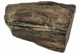 Fossil Triceratops Shed Tooth - Montana #350730-1